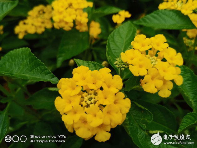 vivo Y7s照相实测：玩转全场景，打造唯一无二的典礼感