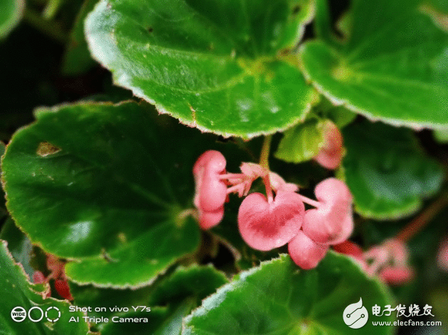 vivo Y7s照相实测：玩转全场景，打造唯一无二的典礼感