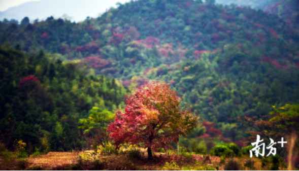 时事热点:大自然“打翻”了颜料盘！韶关始兴这座山头五彩斑斓