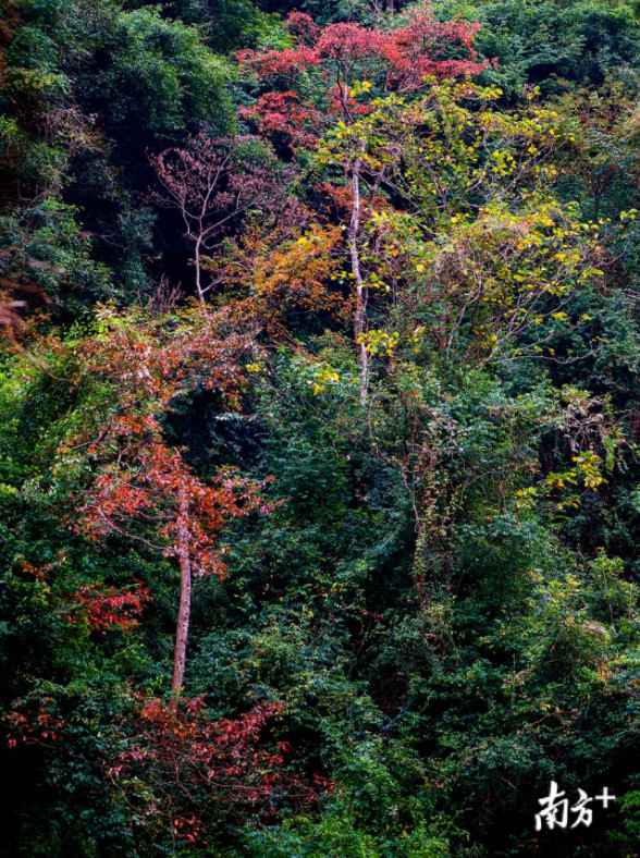 时事热点:大自然“打翻”了颜料盘！韶关始兴这座山头五彩斑斓