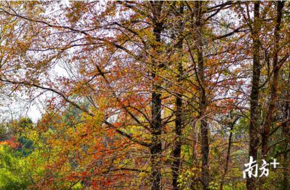 时事热点:大自然“打翻”了颜料盘！韶关始兴这座山头五彩斑斓