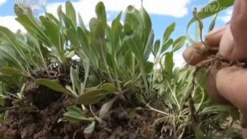 种草两年 青藏高原部分沙化区修复