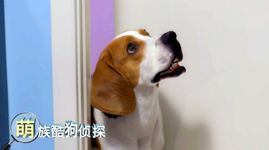 《萌族酷狗侦探》将上线，打造现实版“猖獗动物城”