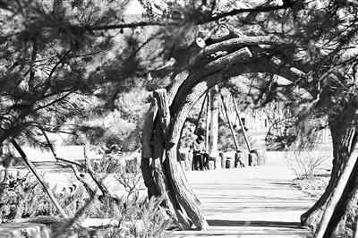  本年北京启动建树283公里都市绿道