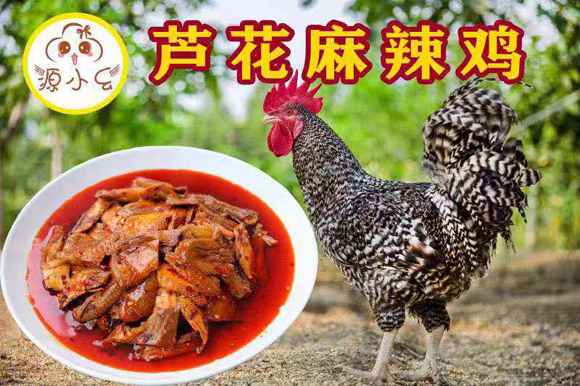 “在世”后续|熊勇获丰都芦花鸡独家署理权 誓要活出生命出色