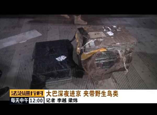  北京丛林公安乐成补救数百只野生候鸟！
