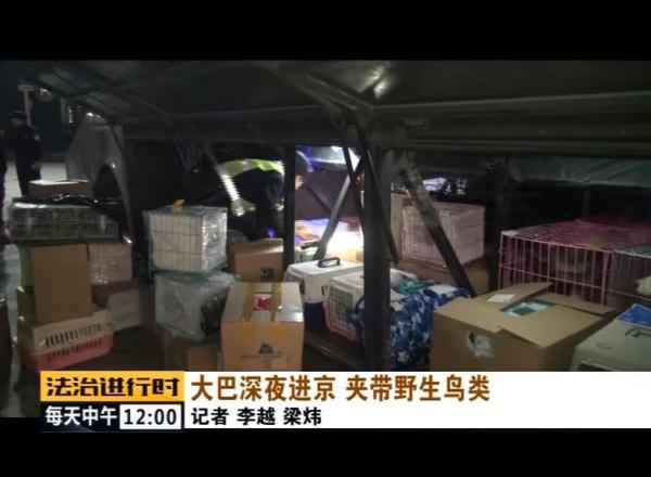  北京丛林公安乐成补救数百只野生候鸟！