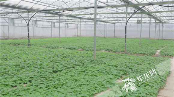 对口支援·情满三峡⑧|特色农业：大山深处“金窝窝” 土洋芋成大财富