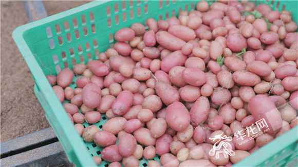 对口支援·情满三峡⑧|特色农业：大山深处“金窝窝” 土洋芋成大财富