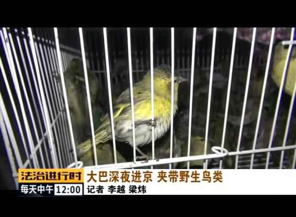  北京丛林公安乐成补救数百只野生候鸟！
