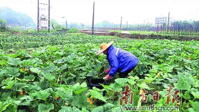 韶关仁化康溪村：每次可摘千斤优质蔬菜 供给粤港澳大湾区