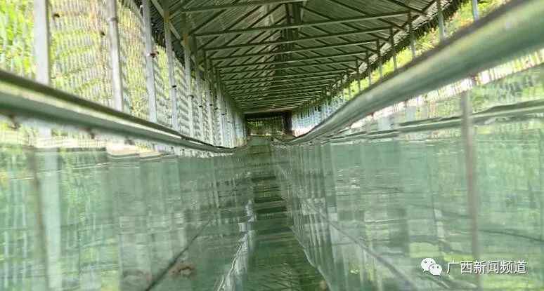 可怕！玻璃滑道护栏被撞破致人死伤，旅客回想惊魂瞬间