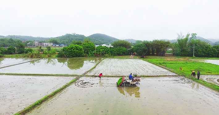 【村子振兴】春雨润春耕！云浮罗定随处是忙碌的“春耕图”