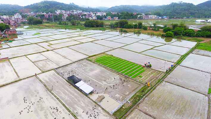 【村子振兴】春雨润春耕！云浮罗定随处是忙碌的“春耕图”