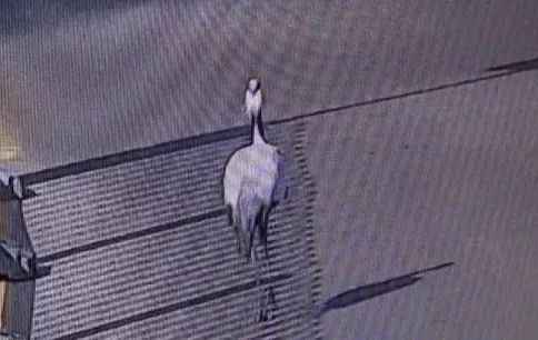  聚焦 | 现实版《老炮儿》！北京陌头惊现“仙鹤”！