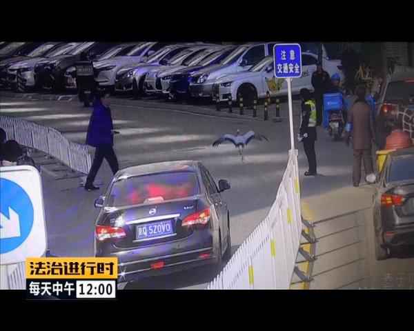  聚焦 | 现实版《老炮儿》！北京陌头惊现“仙鹤”！