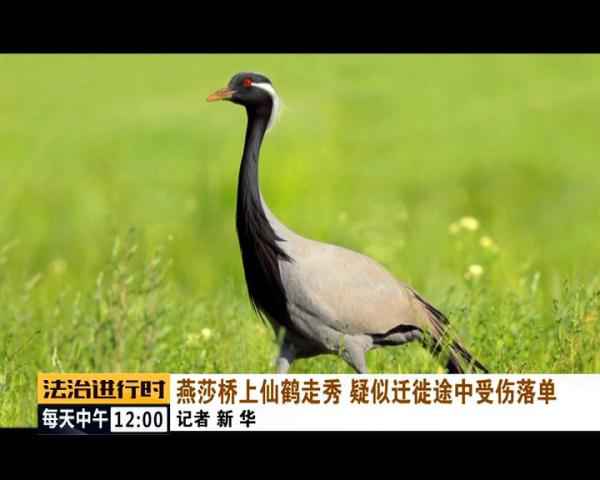  聚焦 | 现实版《老炮儿》！北京陌头惊现“仙鹤”！