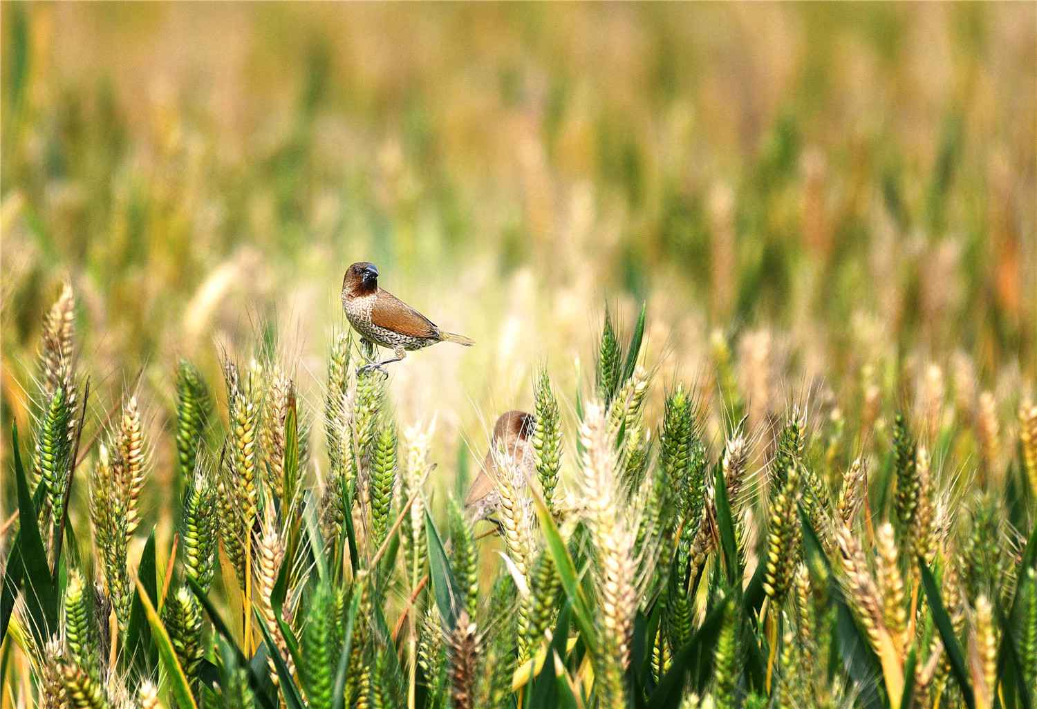 【大美广东】佛山翰林湖：蜂飞蝶舞 燕剪莺歌