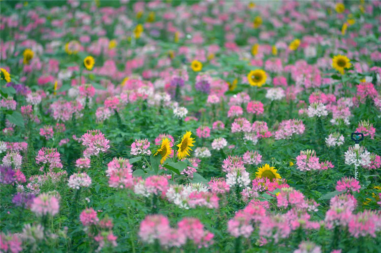 【大美广东】佛山翰林湖：蜂飞蝶舞 燕剪莺歌