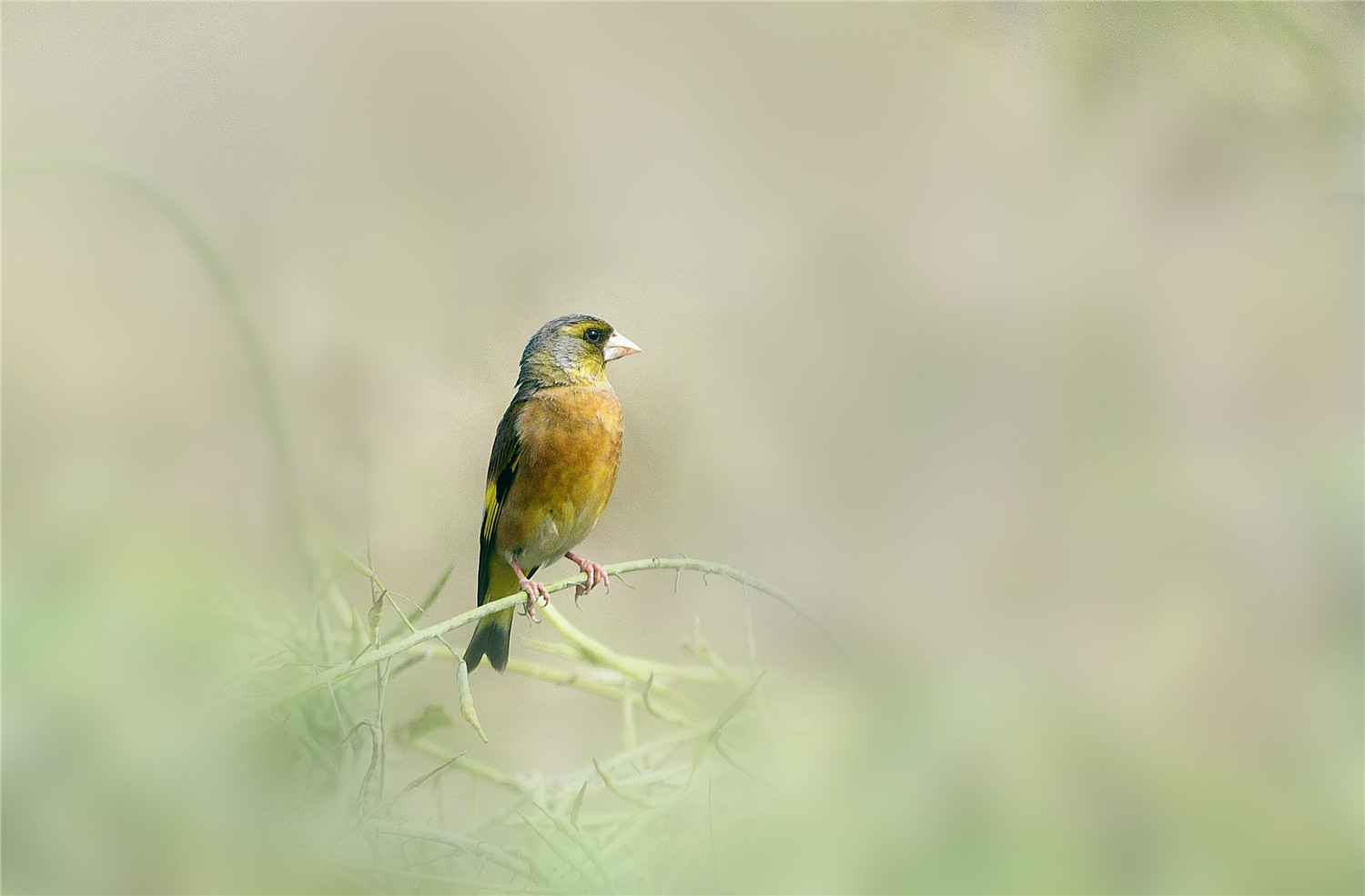 【大美广东】佛山翰林湖：蜂飞蝶舞 燕剪莺歌