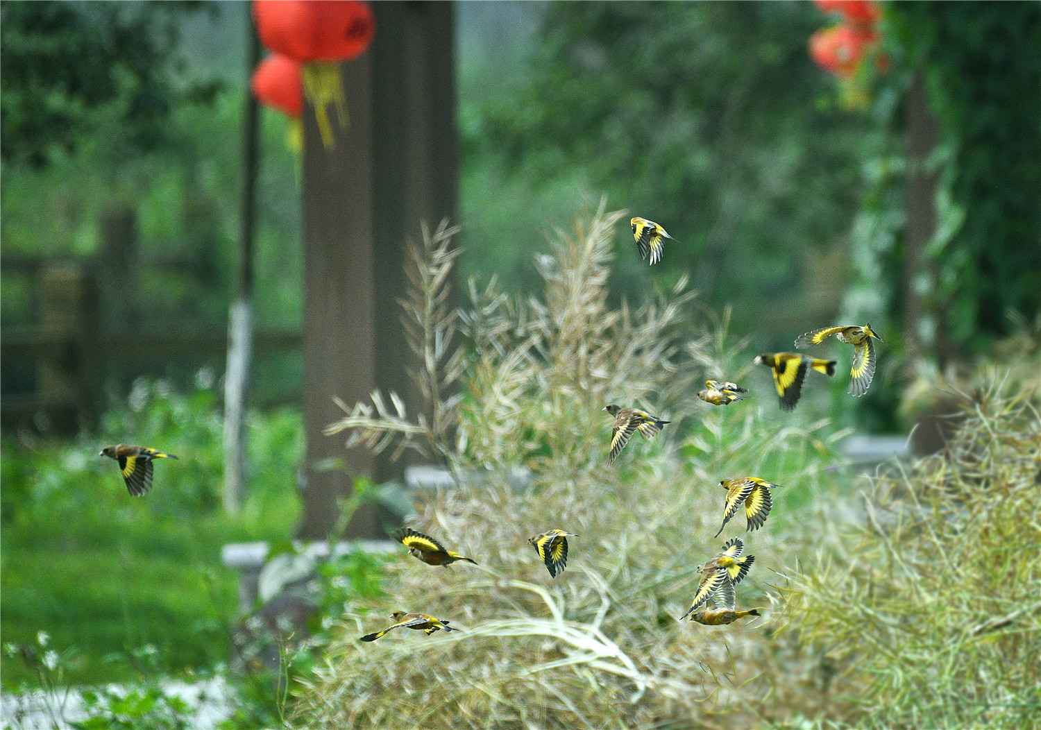 【大美广东】佛山翰林湖：蜂飞蝶舞 燕剪莺歌