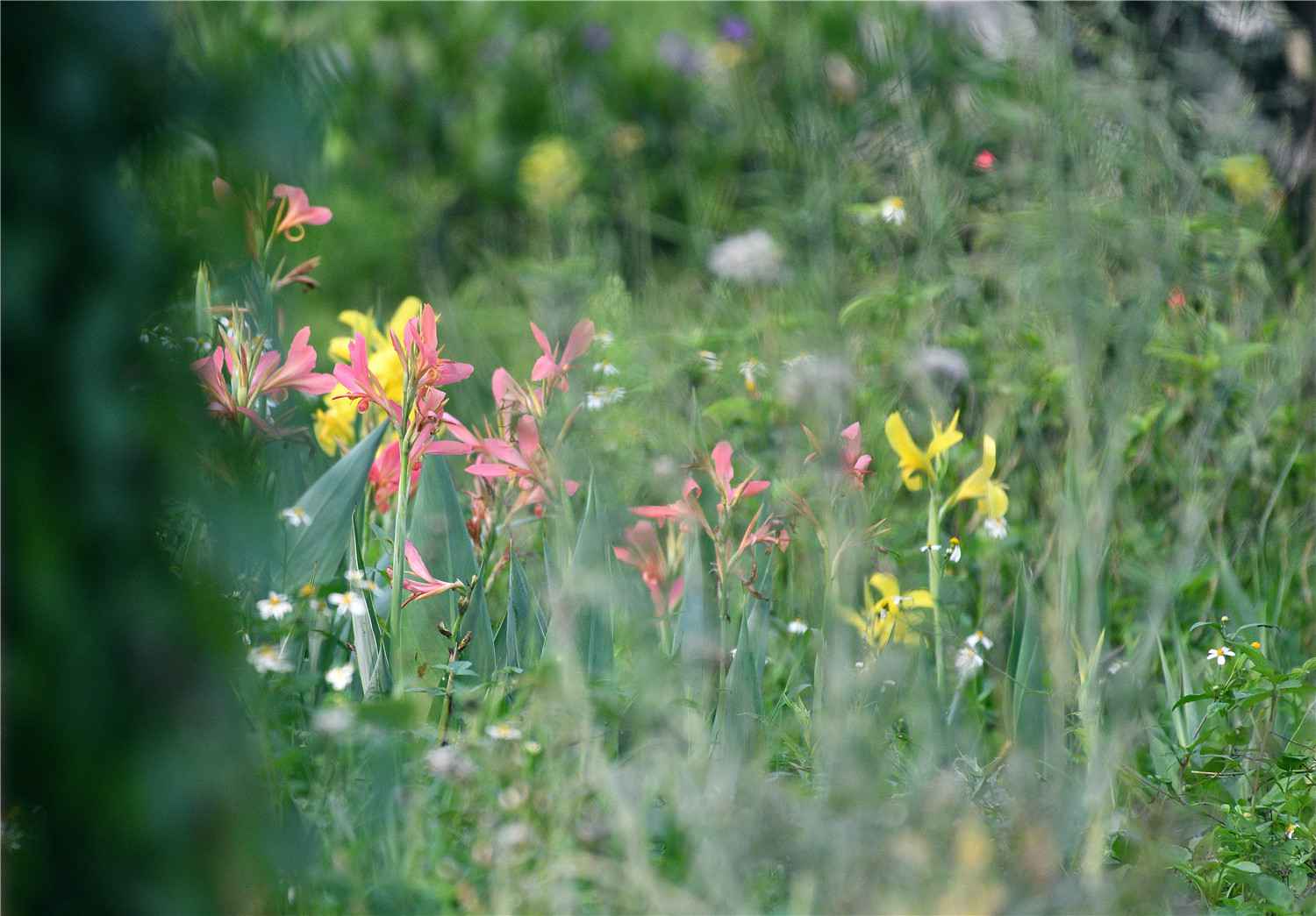 【大美广东】佛山翰林湖：蜂飞蝶舞 燕剪莺歌