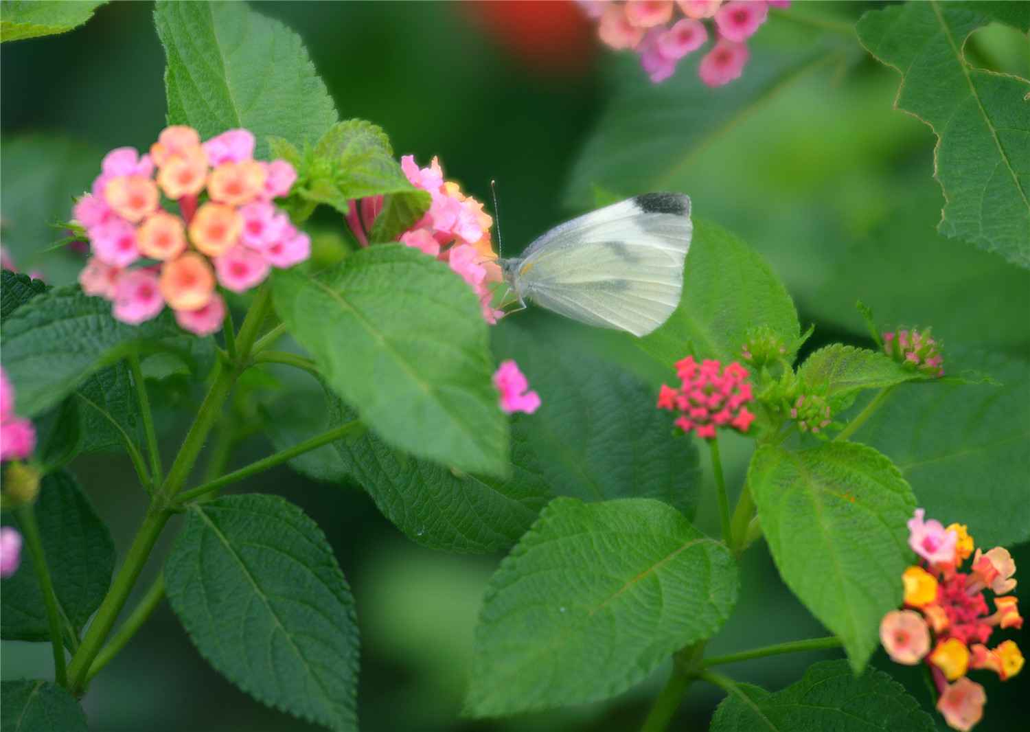 【大美广东】佛山翰林湖：蜂飞蝶舞 燕剪莺歌