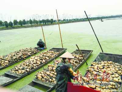 南边+直播为湖北莲藕“带货” 助力湖北特色农产物走进大湾区