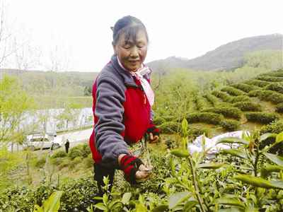 滁州：三万亩茶园成农夫“绿色银行”