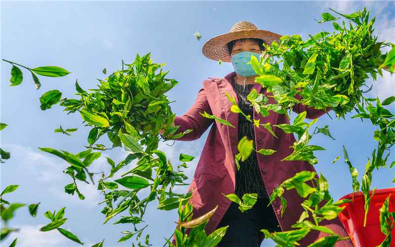 【模范气力】酝酿“重出江湖” 梅州蕉特茶从“芯”出发