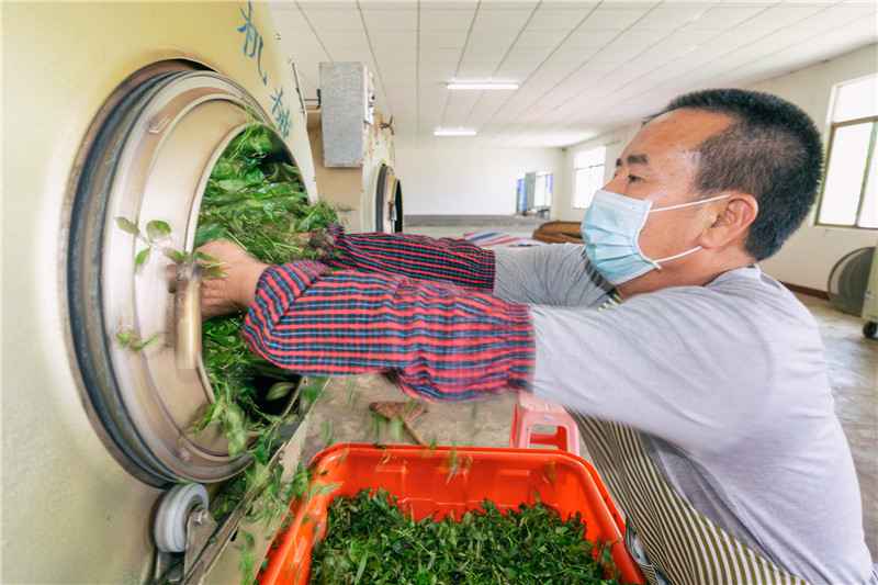 【模范气力】酝酿“重出江湖” 梅州蕉特茶从“芯”出发