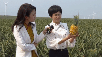 菠萝菠萝菠萝菠萝菠萝菠萝的海！