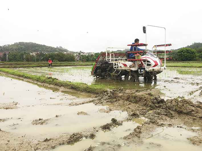 【村子振兴】春雨润春耕！云浮罗定随处是忙碌的“春耕图”