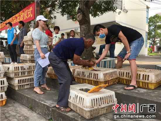 横县免费送“爱心鸡苗” 加强贫困户脱贫信心