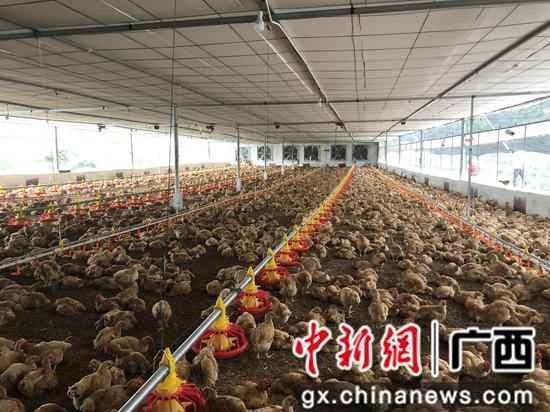 广西鹿寨“公司+农户”养殖模式助农脱贫