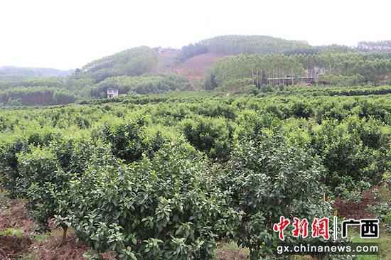 武宣县二塘镇小林村驻村第一书记黎子君：村民的“贴心书记”