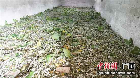 横县：残疾佳偶相濡以沫 养蚕走上脱贫路