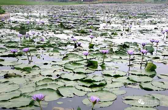 武宣县石耇村赵斌扬：“睡莲王国”的筑梦人