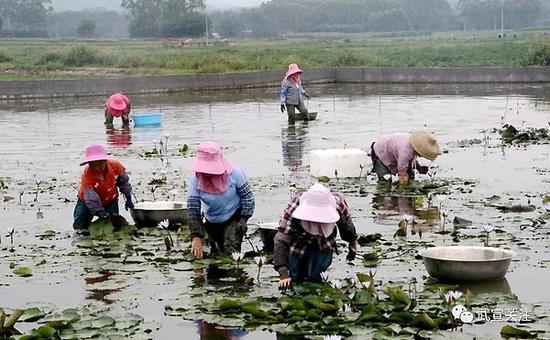 武宣县石耇村赵斌扬：“睡莲王国”的筑梦人