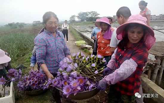武宣县石耇村赵斌扬：“睡莲王国”的筑梦人