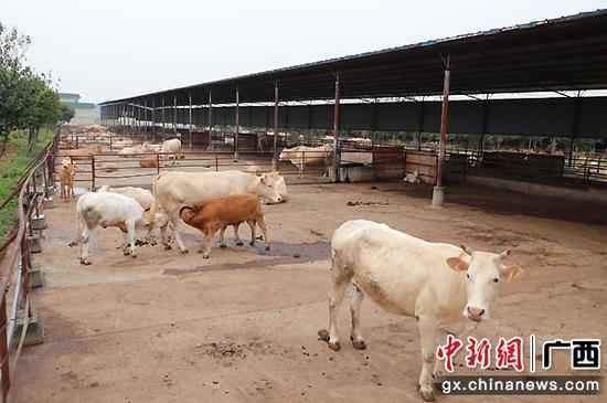 武宣县黄茆镇扶贫财富“牛”起来