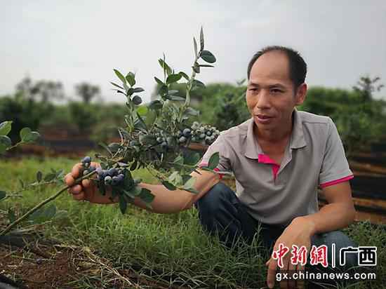 武宣三里镇杏村村民陈海波：从摩修转型成长水果财富