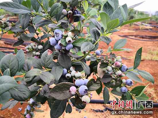 武宣三里镇杏村村民陈海波：从摩修转型成长水果财富