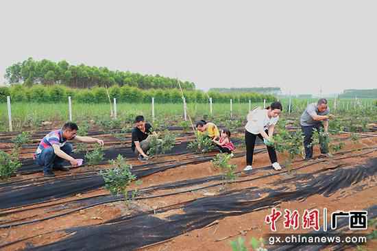 武宣三里镇杏村村民陈海波：从摩修转型成长水果财富