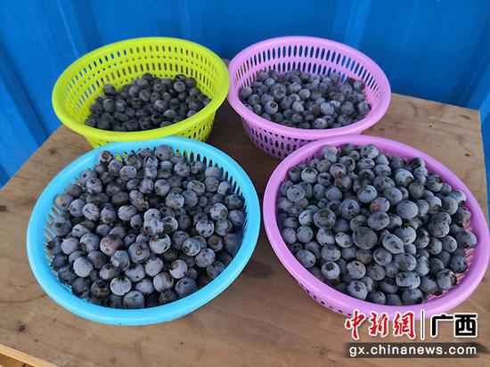 武宣三里镇杏村村民陈海波：从摩修转型成长水果财富