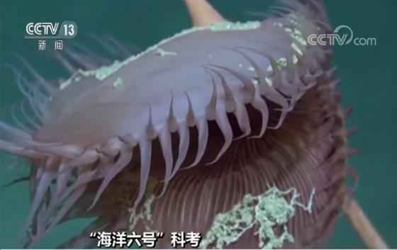 “海洋六号”在深海发明神秘物种 与细菌共生可活250年
