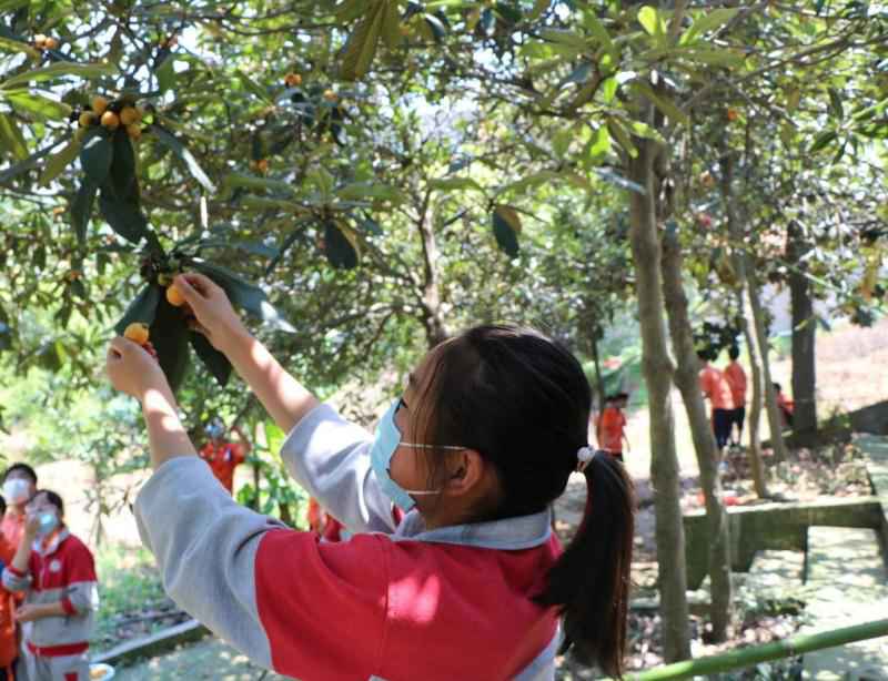 校园的枇杷熟啦——定远县凌晨学校枇杷采摘劳动实践见闻