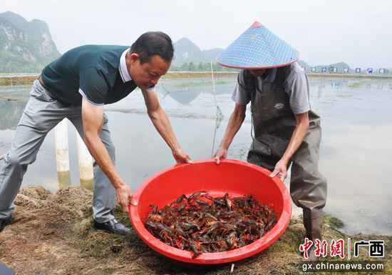 广西上林县成长高值渔养殖财富 拓宽农夫致富道路