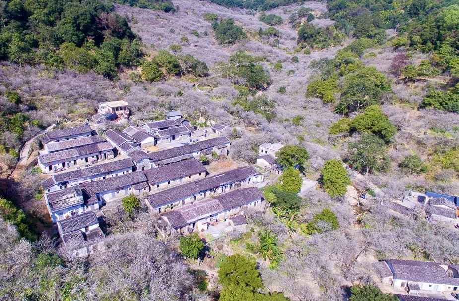 【岭南影象】揭阳揭西:西坑香雪海,坪上绿云烟