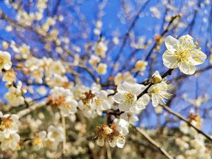 【岭南影象】揭阳揭西:西坑香雪海,坪上绿云烟